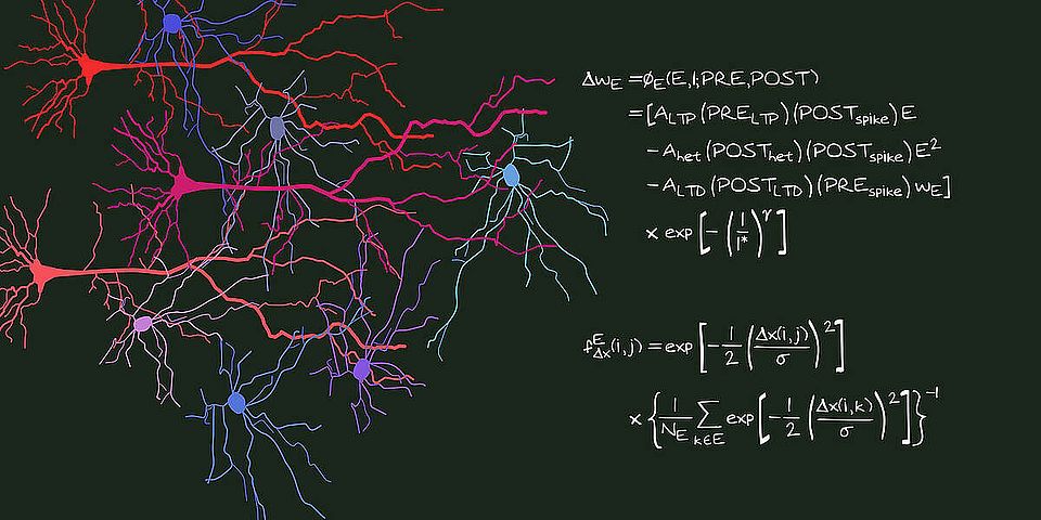 A mathematical model reveals how interactions between neighboring contact sites of nerve cells influence learning.