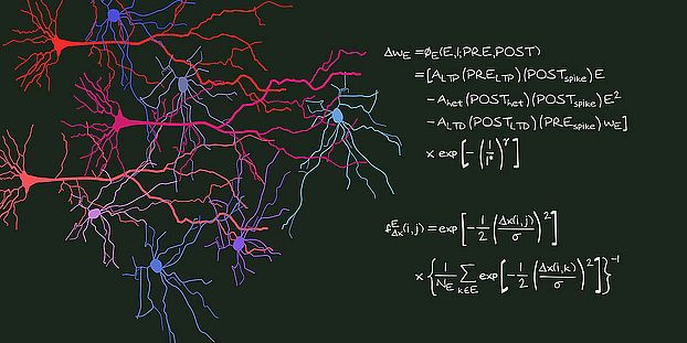 A mathematical model reveals how interactions between neighboring contact sites of nerve cells influence learning.