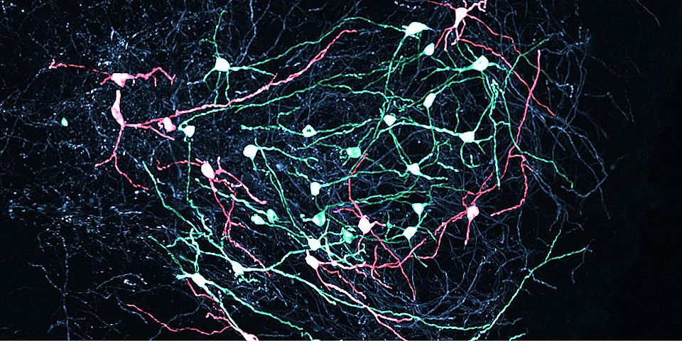 SNr neurons in the midbrain send precise signals to control movement. Their activity determines which movements actions are initiated or inhibited. (Image: Biozentrum, University of Basel)