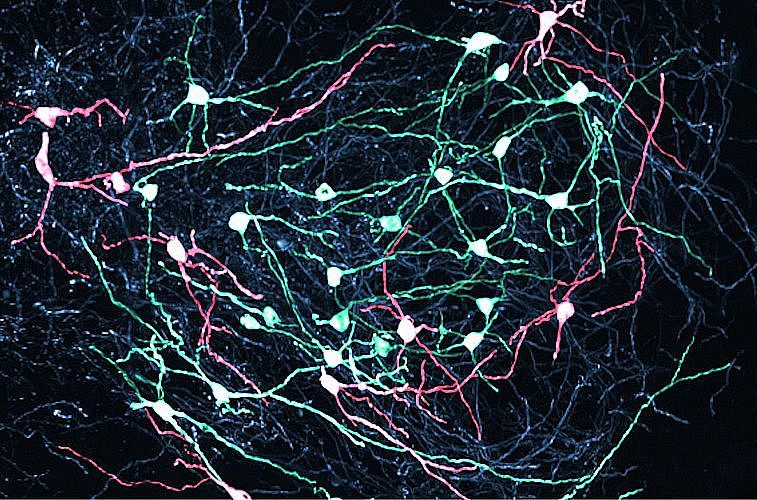 SNr neurons in the midbrain send precise signals to control movement. Their activity determines which movements actions are initiated or inhibited. (Image: Biozentrum, University of Basel)
