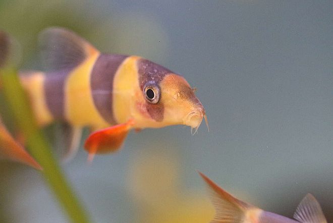 Clown loach by The Reptilarium is licensed under CC BY-SA 2.0