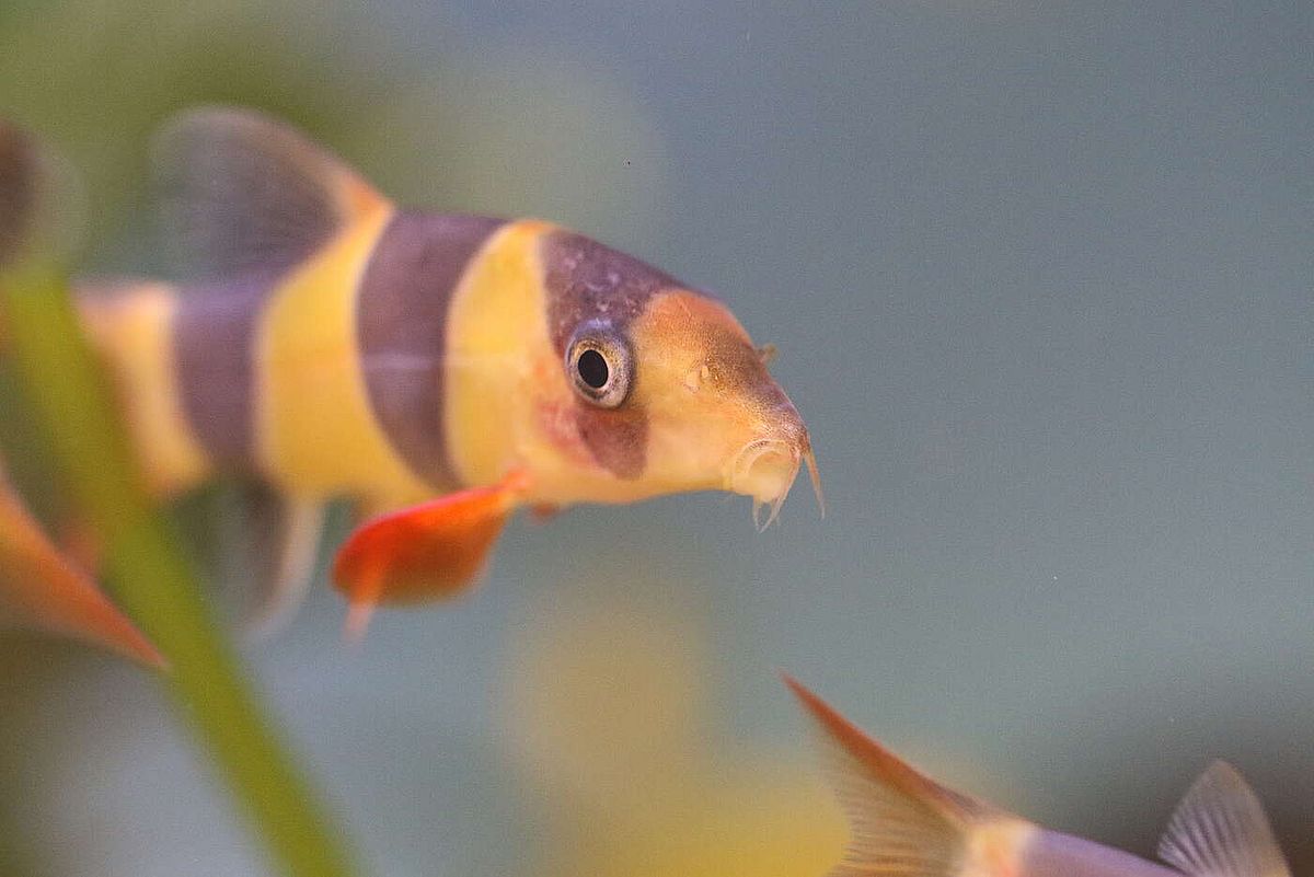 Sleep-wake rhythm: Fish change our understanding of sleep regulation ...