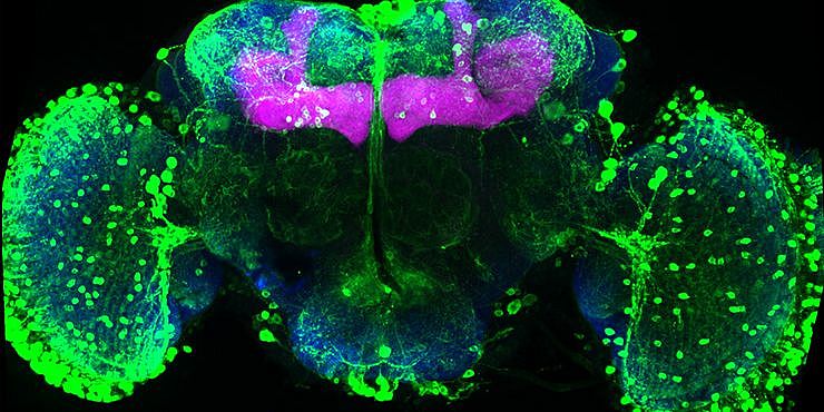 Brain circuits work together to update reward memories when flies re-experience a reward. Blue shows neuron connection hubs, magenta marks memory neurons, and green highlights reward-signaling dopamine cells. Credits: Warnecke et al., Current Biology (2026)