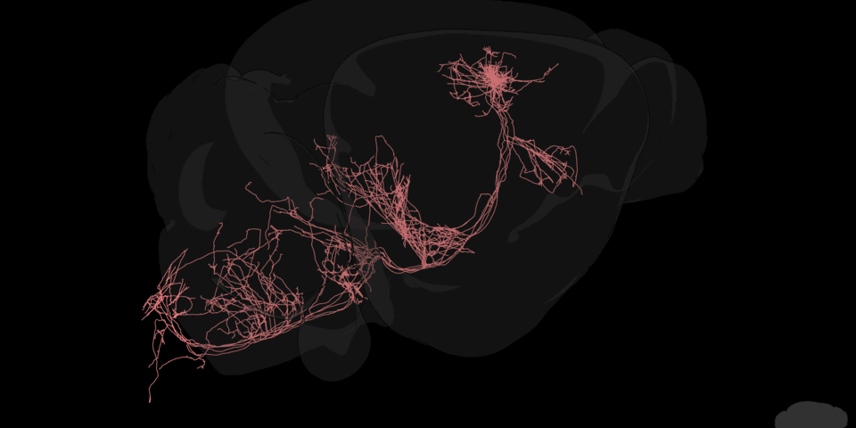 Single neurons in the motor cortex located in different subregions shown in different colors.