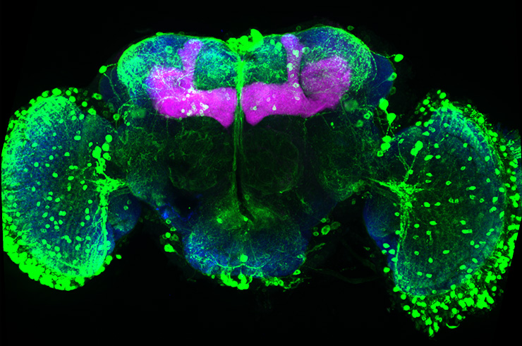 Brain circuits work together to update reward memories when flies re-experience a reward. Blue shows neuron connection hubs, magenta marks memory neurons, and green highlights reward-signaling dopamine cells. Credits: Warnecke et al., Current Biology (2026)